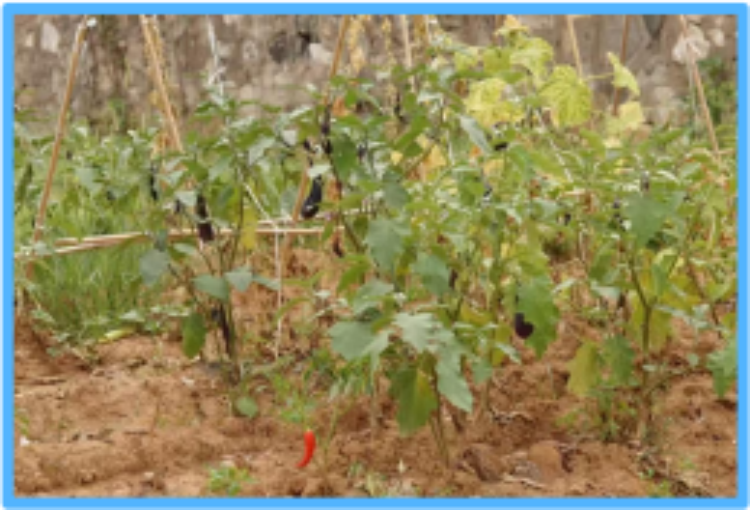 湖北金帆国际心理教育农耕